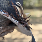 Lady Beatrice Wild | Leopard Print Witch Hat – Moonspell Hollow™