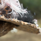 Gloria Wildclaw | Leopard & Black Witch Hat – Moonspell Hollow™