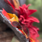 Amber Blaze | Crimson Dahlia & Autumn Leaf Witch Hat – Moonspell Hollow™
